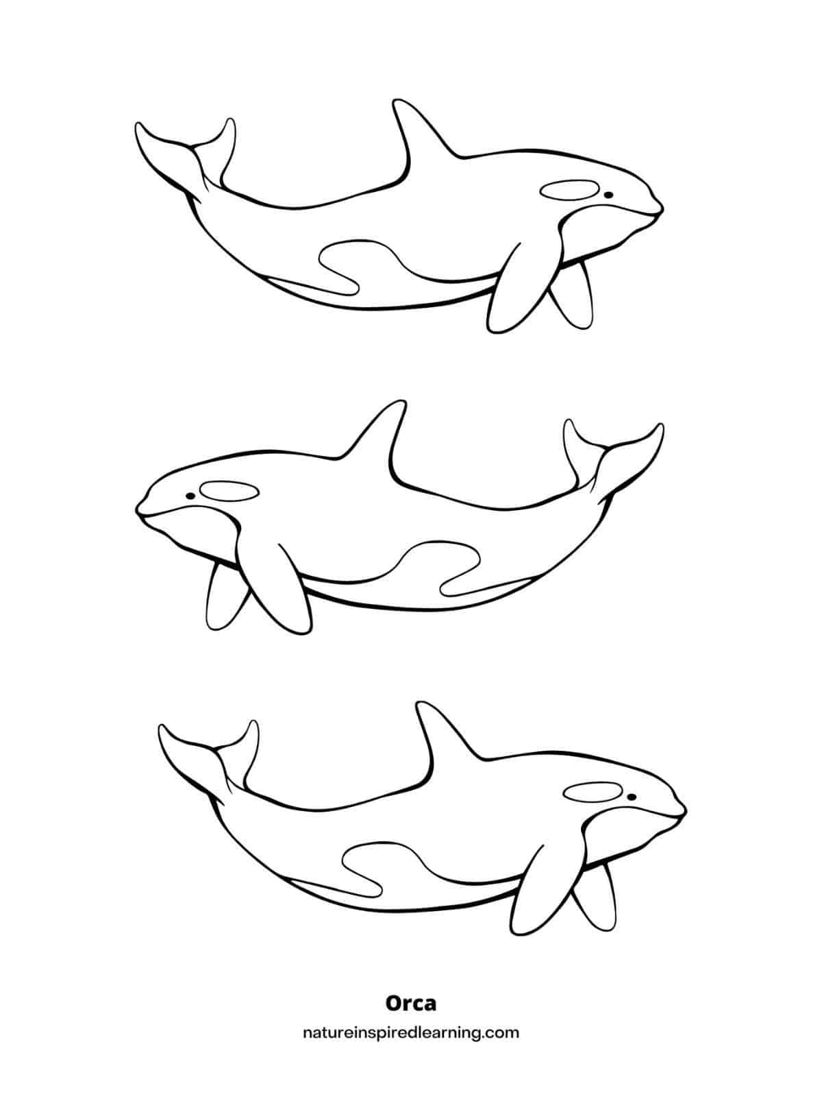 Orca coloring pages for kids