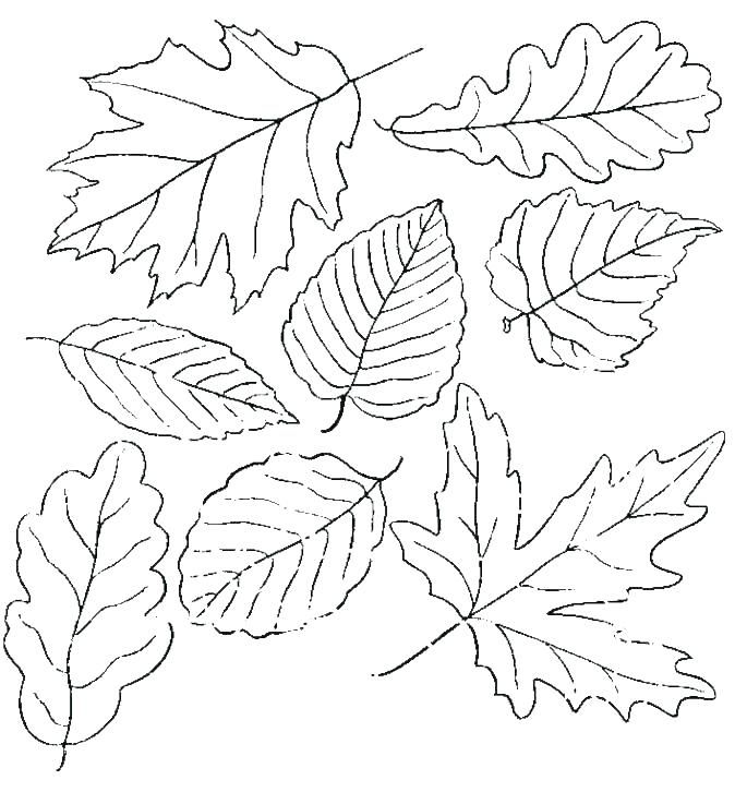 Leaf coloring pages free pdf download