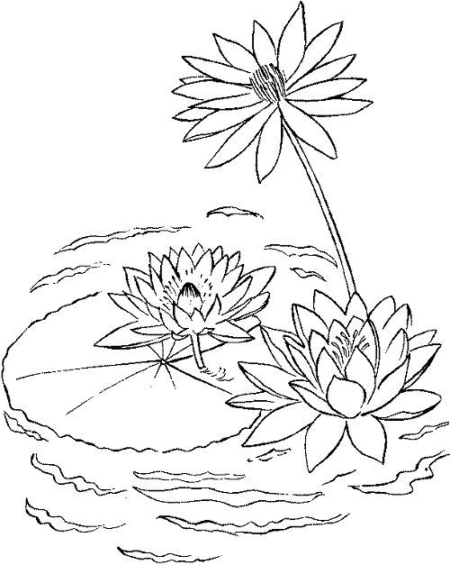 Lily pad printable coloring pages