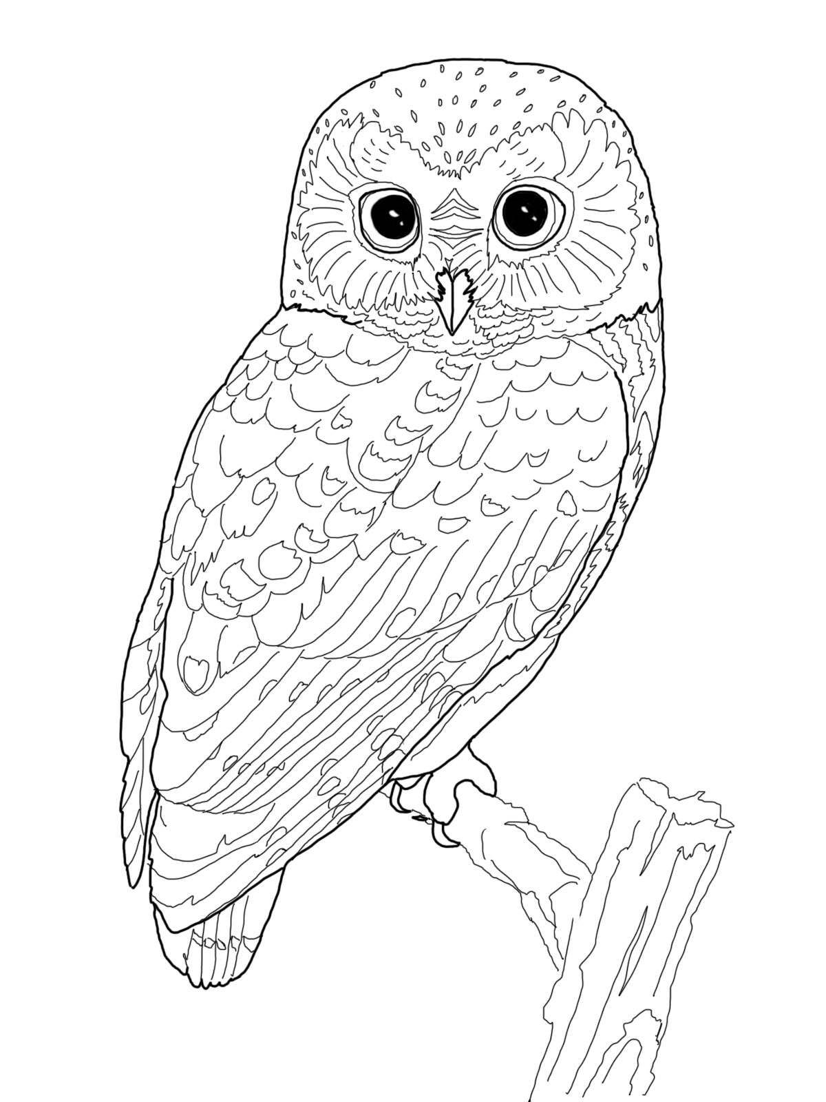 Owl coloring pages for adults free detailed owl coloring pages owl coloring pages animal coloring pages owls drawing