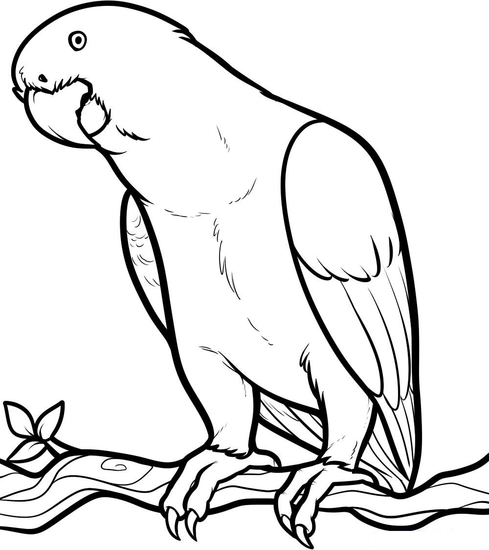 Free printable parrot coloring pages for kids