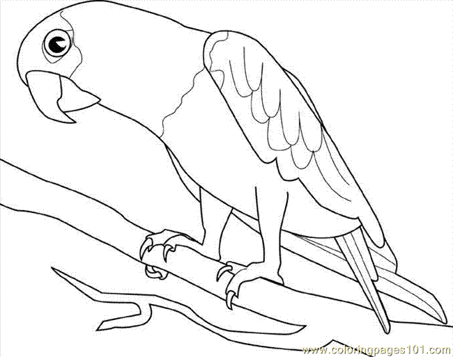 Parrot coloring pages printable free printable coloring page parrot birds parrots bird coloring pages animal coloring pages coloring pages