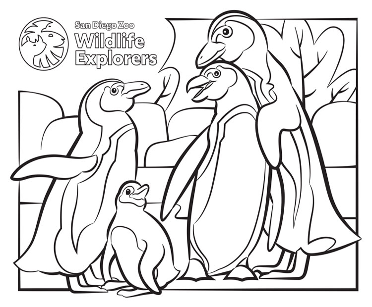 Coloring page african penguins san diego zoo wildlife explorers