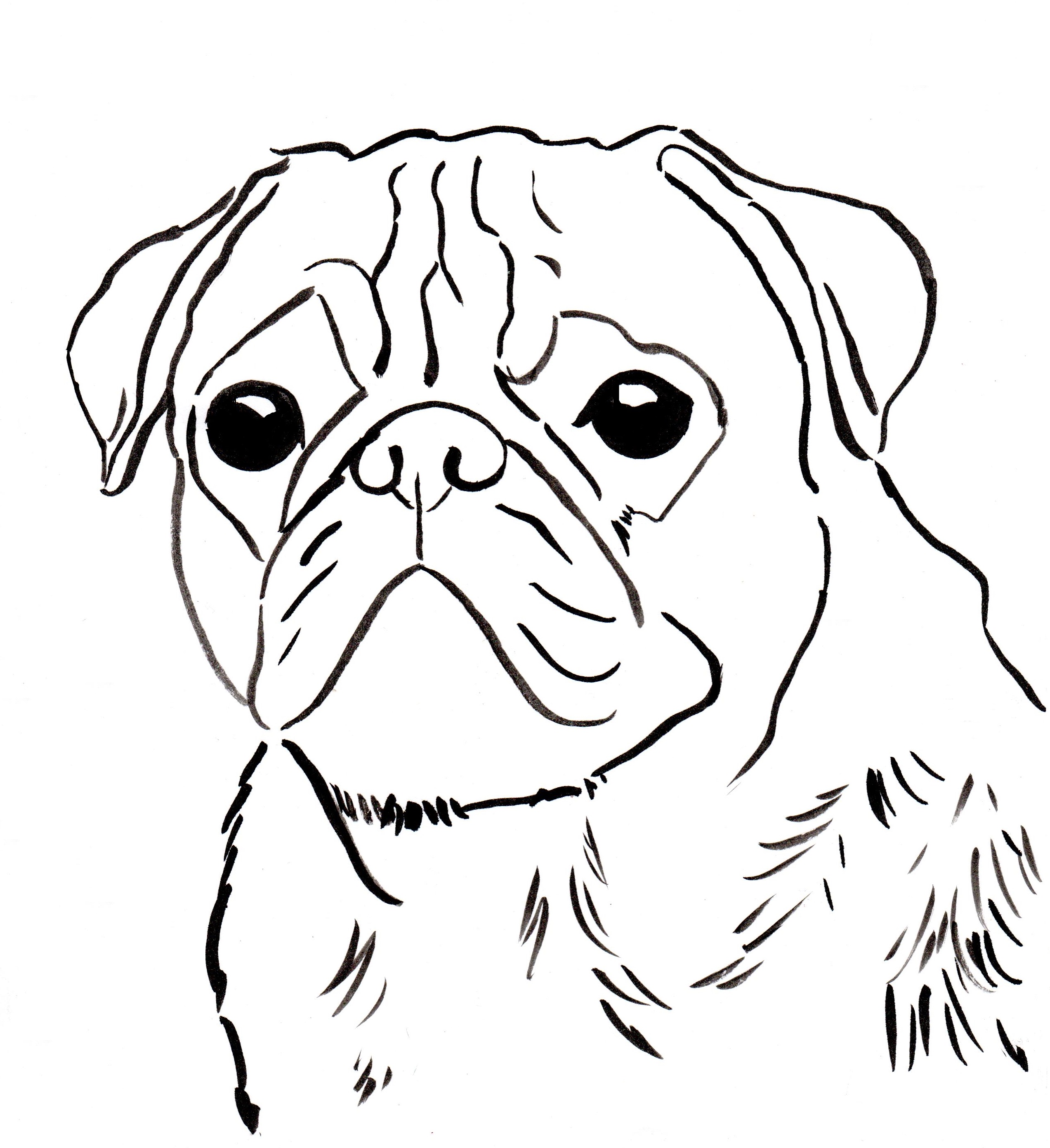 Pug coloring page