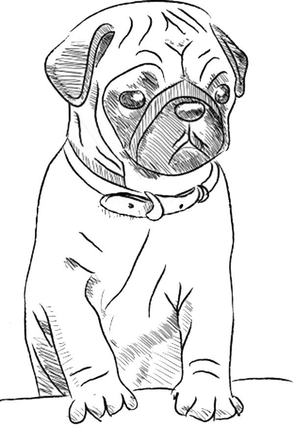 Pug coloring pages