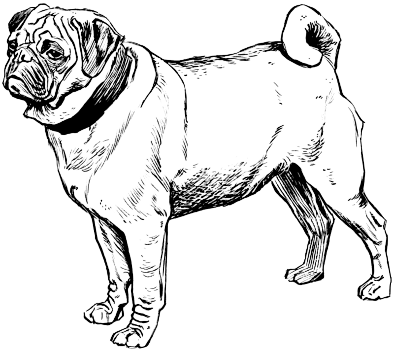 Pug coloring page black and white pug dog images dog breeds