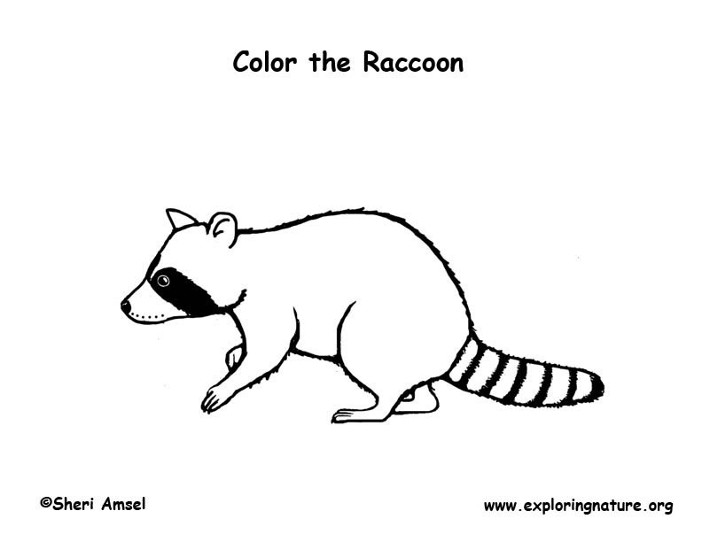 Raccoon coloring page