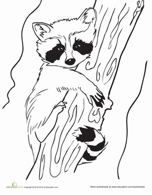 Baby raccoon worksheet education animal coloring pages coloring pages coloring pictures