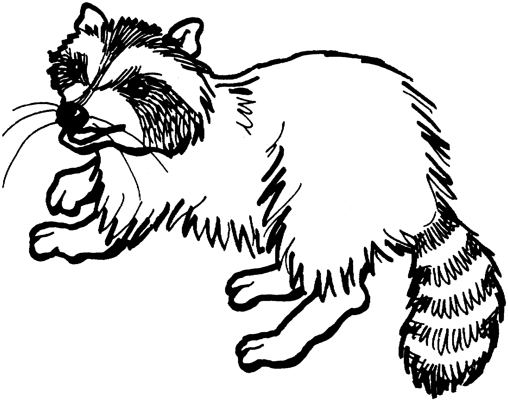 Free raccoon coloring pages