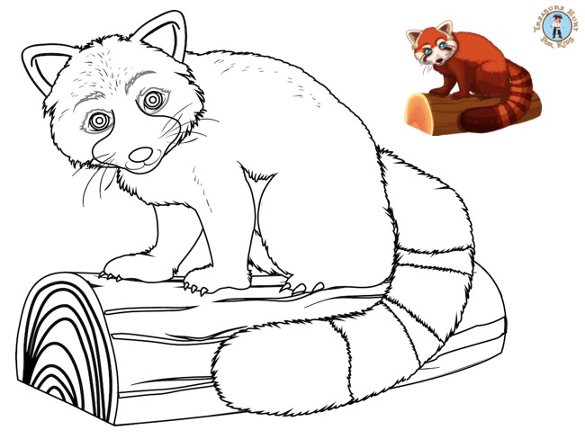 Raccoon coloring page