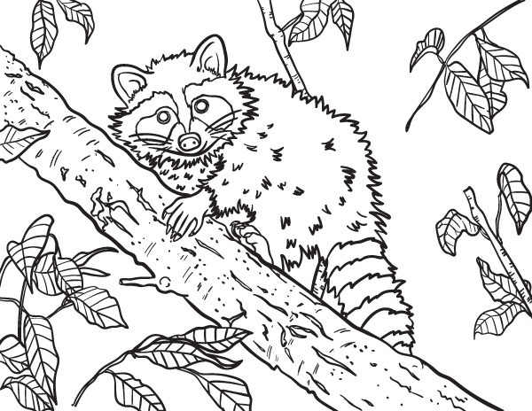 Printable raccoon coloring page