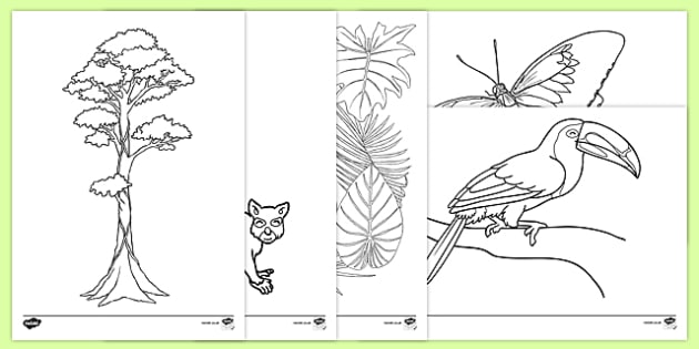 Rainforest themed louring sheets teacher made