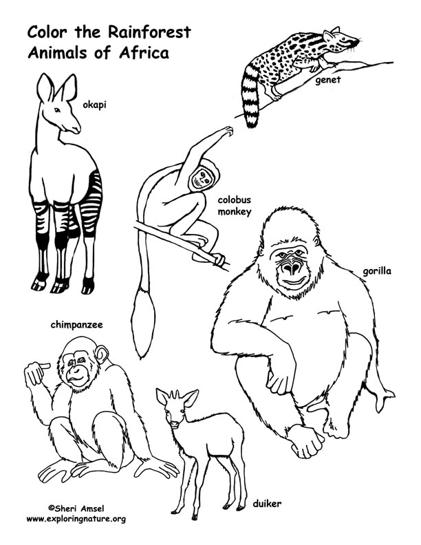 Rainforest african animals coloring page