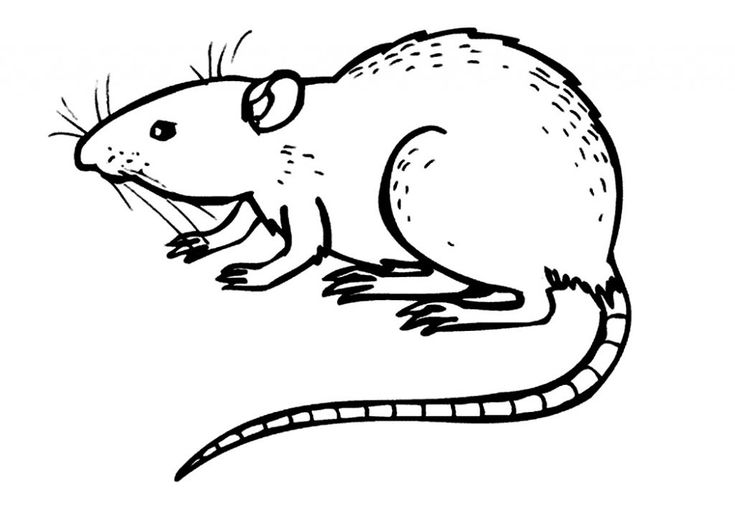 Free printable rat coloring pages for kids pokemon coloring pages pokemon coloring animal coloring pages