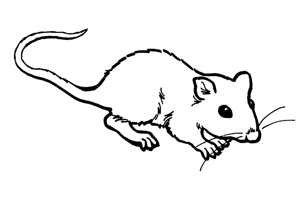 Free printable rat coloring pages for kids