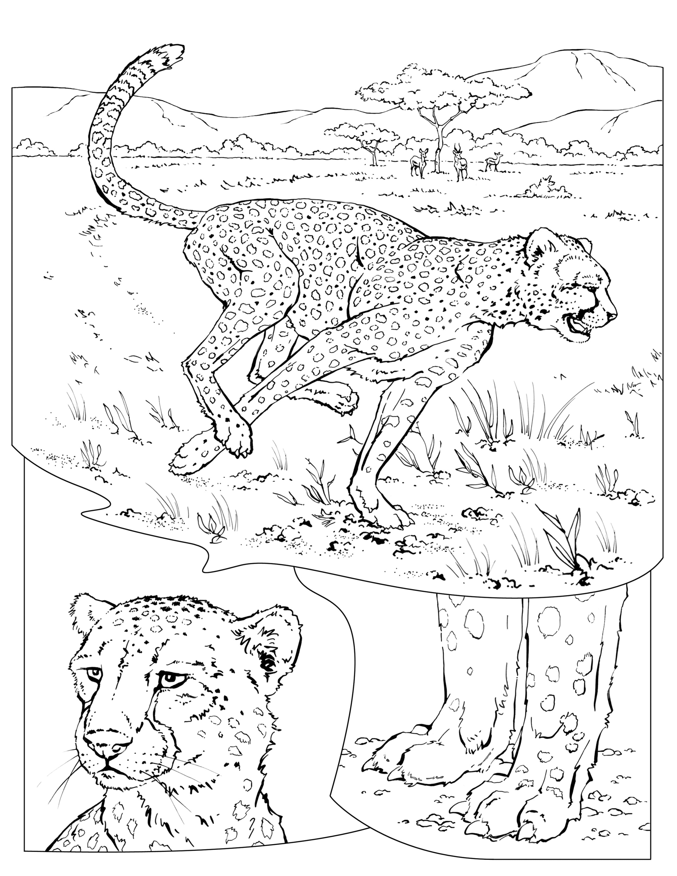 Coloring book animals a to i