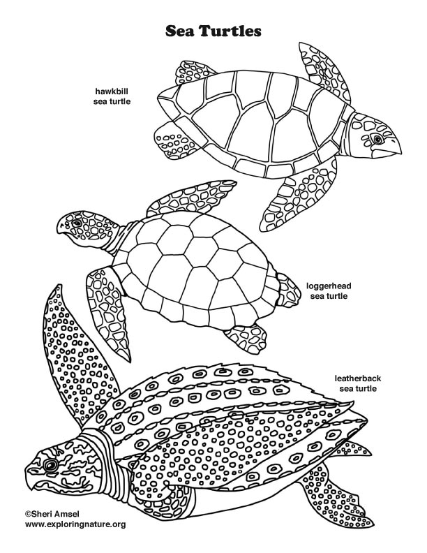 Sea turtles coloring page