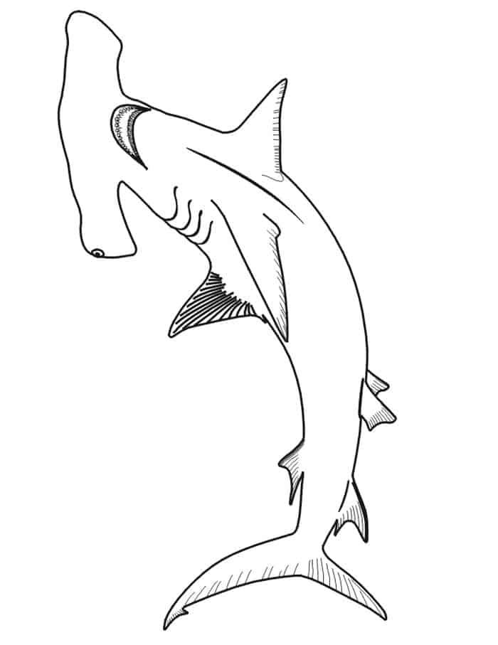 Shark adult coloring pages shark coloring pages animal coloring pages coloring pages