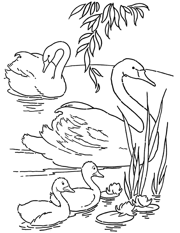 Swan coloring page to print