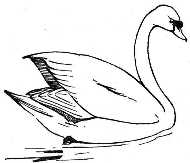 Free swan coloring pages coloring pages easy coloring pages bird coloring pages