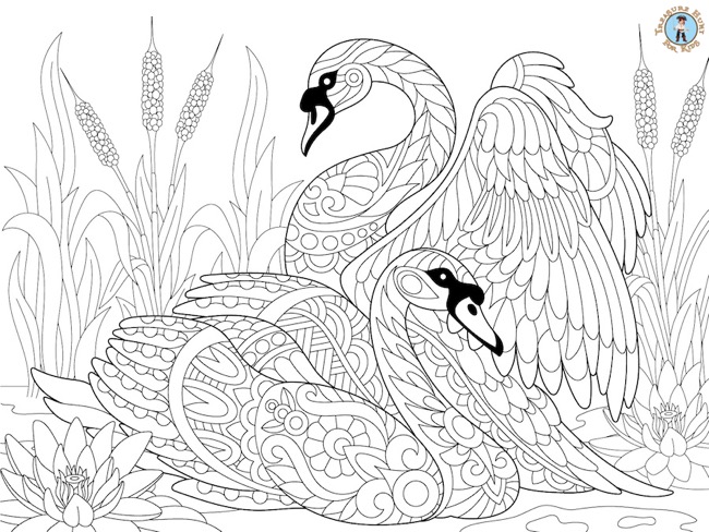 Swans detailed coloring page