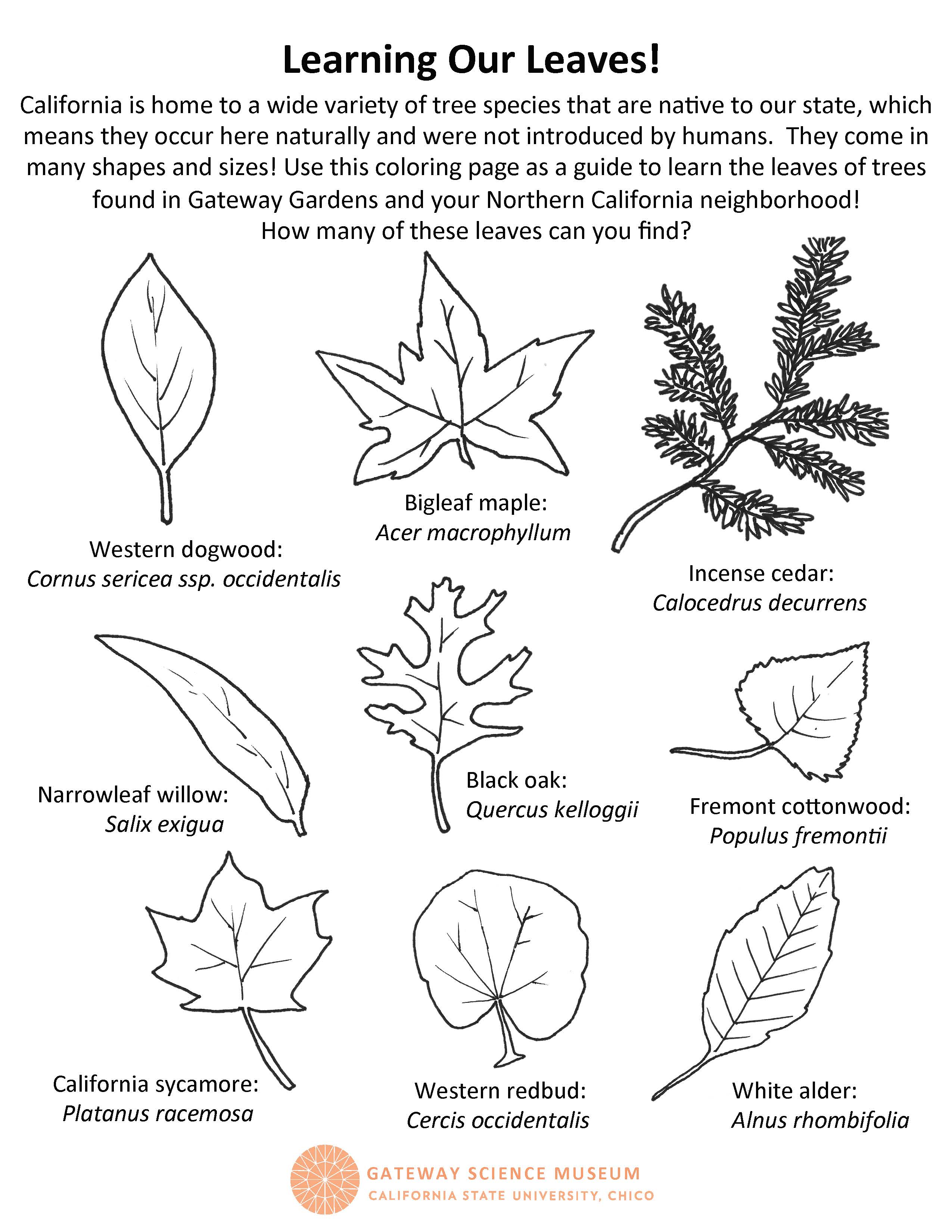 Coloring pages â gateway science museum â chico state