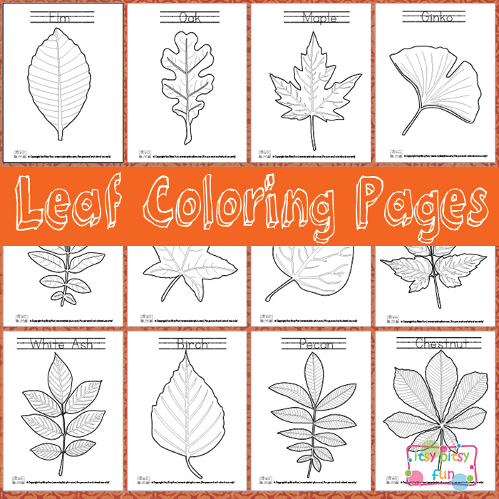 Free leaf identification coloring pages