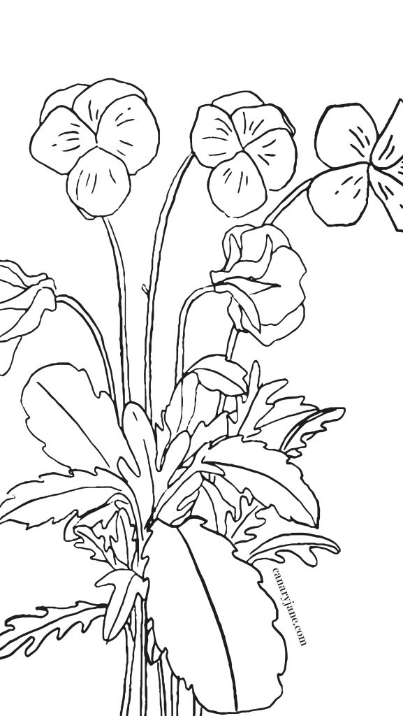 February violet birth flower background coloring page