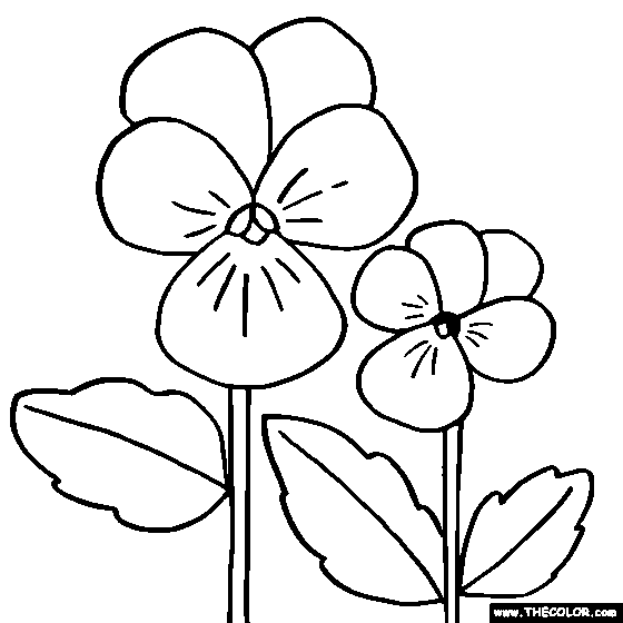 Viola flower coloring page viola coloring