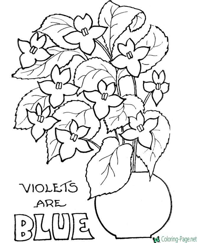 Violets valentine flower coloring pages