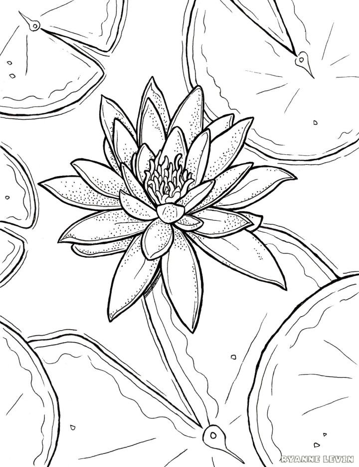Free printable water lily coloring page download â ryanne levin