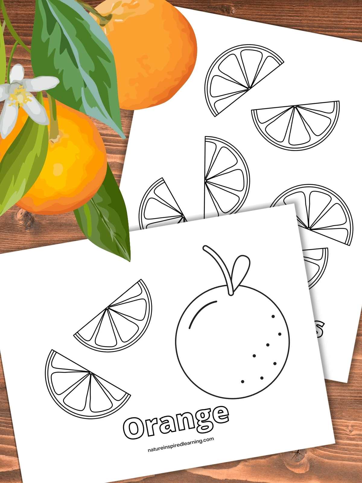 Orange coloring pages and templates