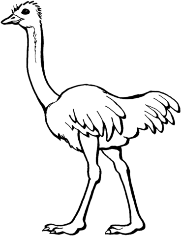 Ostrich coloring page free printable coloring pages