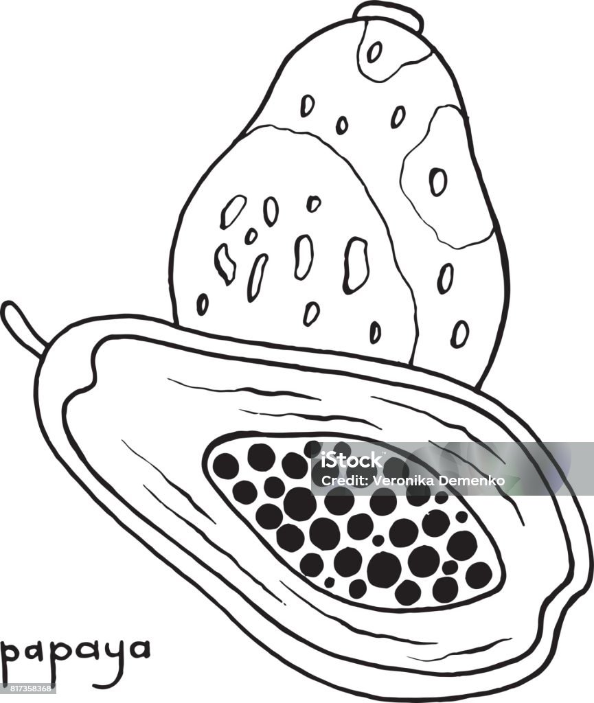 Papaya coloring page graphic vector black and white art for coloring books for adults tropical and exotic fruit line illustration stock illustration