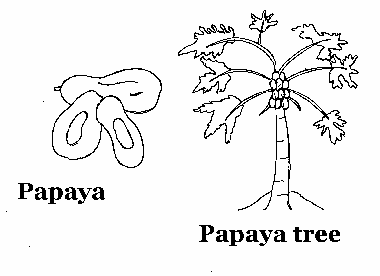 Papaya printable coloring page for kids