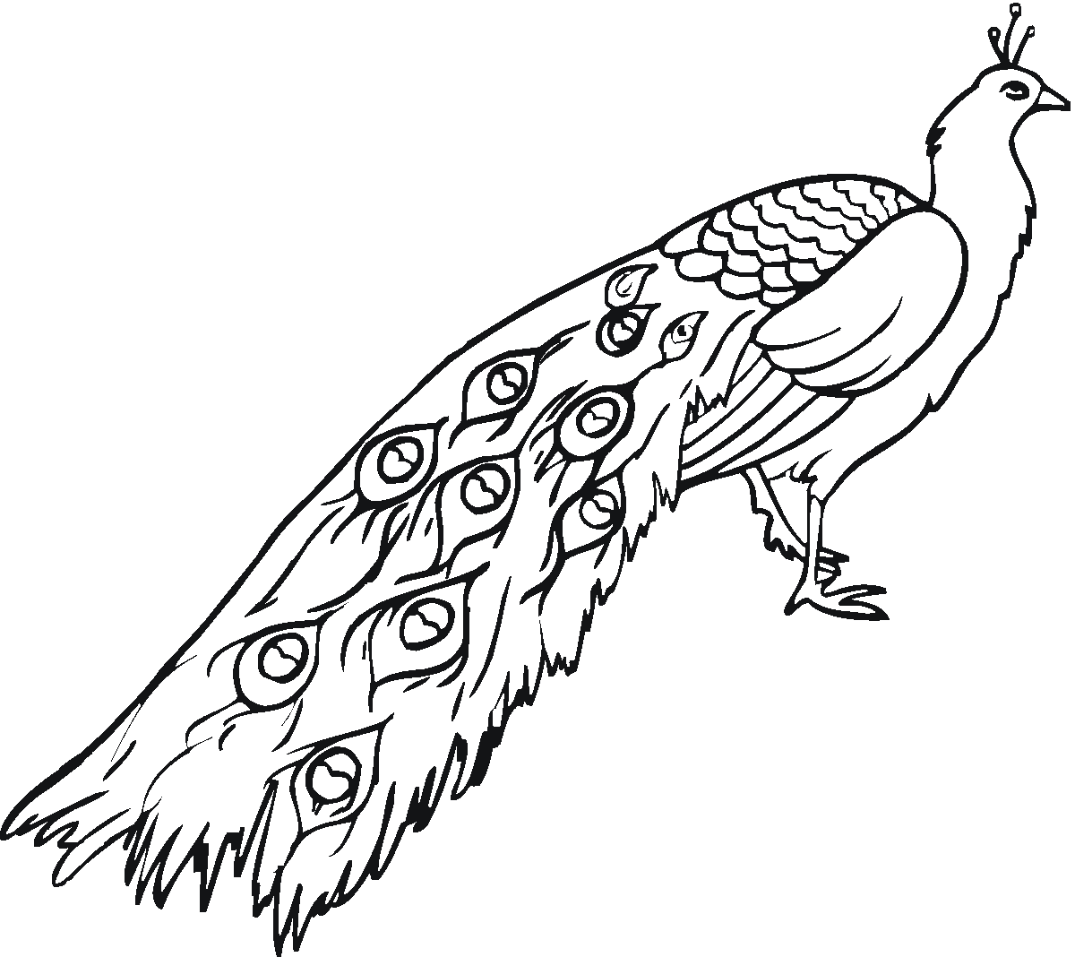 Free printable peacock coloring pages for kids peacock coloring pages animal coloring pages puppy coloring pages