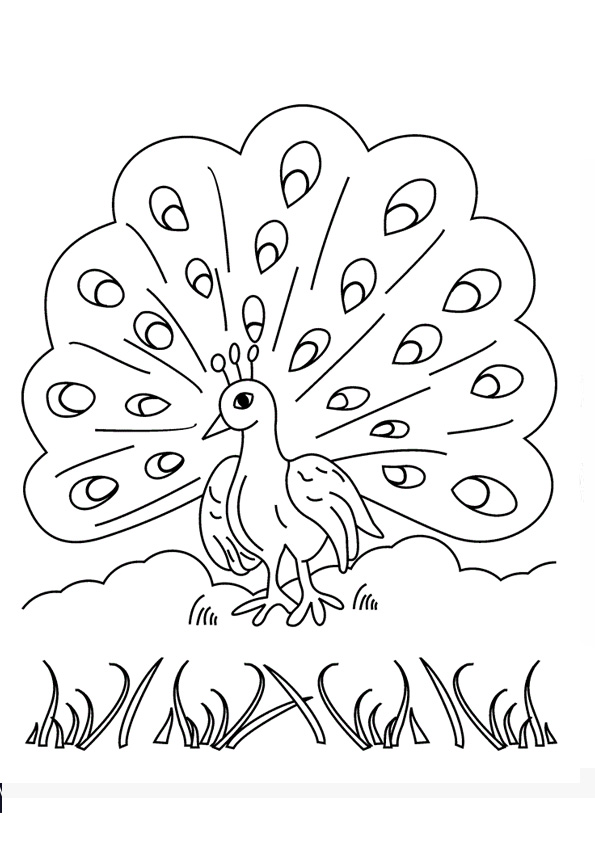 Coloring pages cute peacock coloring pages