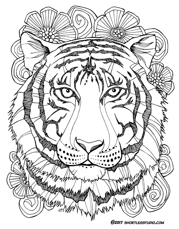 New tiger coloring sheets â short leg studio