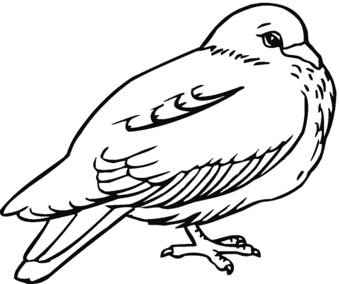 Pigeon coloring page free printable coloring pages