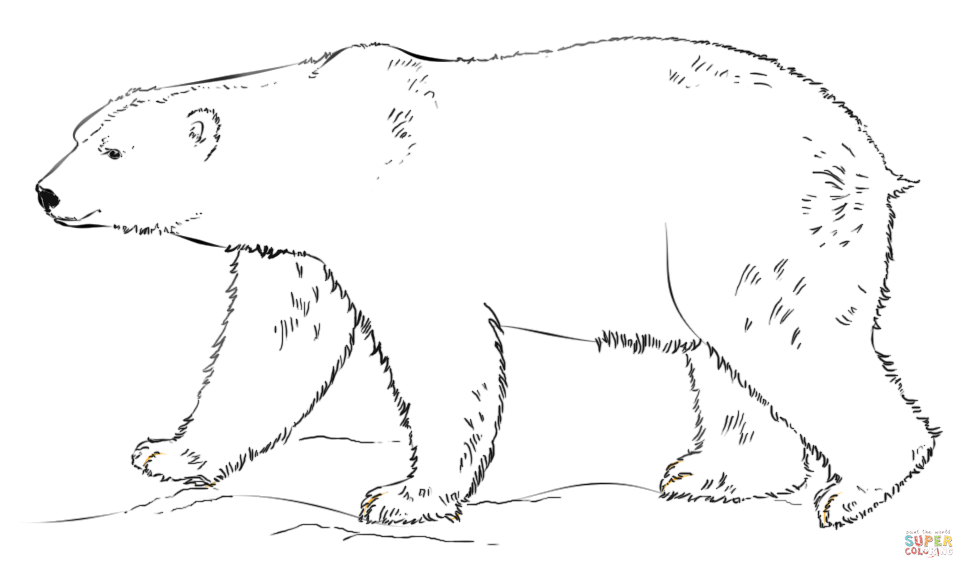 Polar bear walking coloring page free printable coloring pages