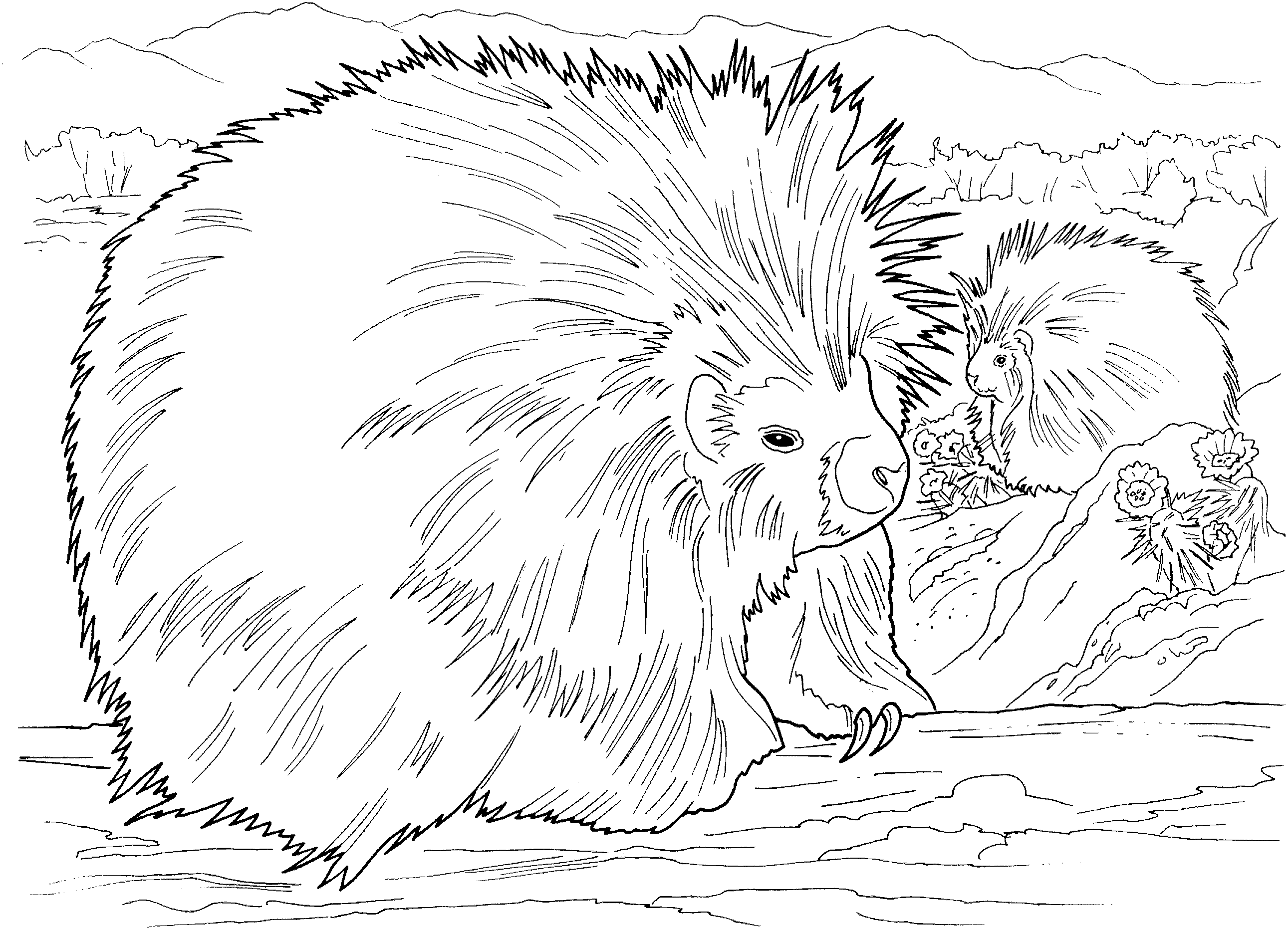 Free porcupine coloring pages