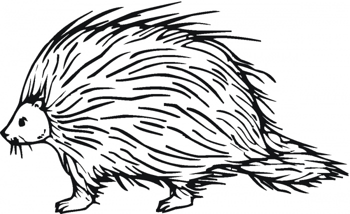 Porcupine coloring pages