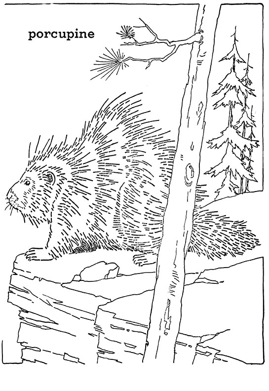 Forest animal coloring pages