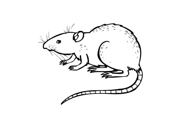 Coloring page rat