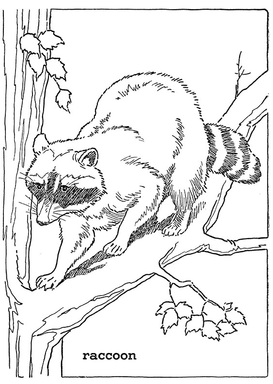 Forest animal coloring pages