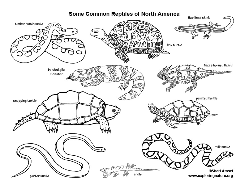 Reptiles of north america â coloring nature