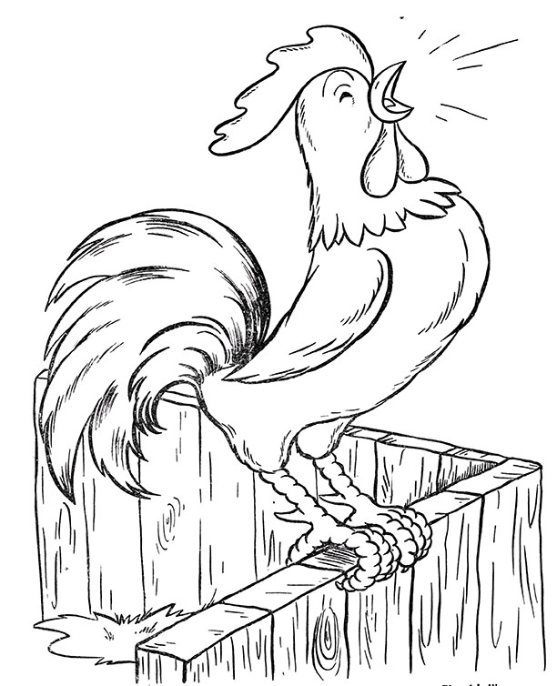 Chicken coloring pages