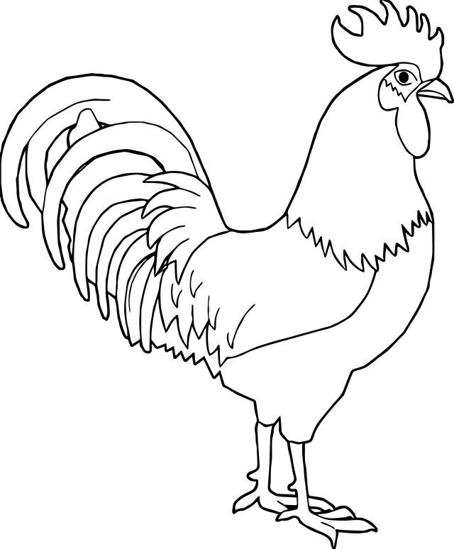 Brilliant photo of rooster coloring page