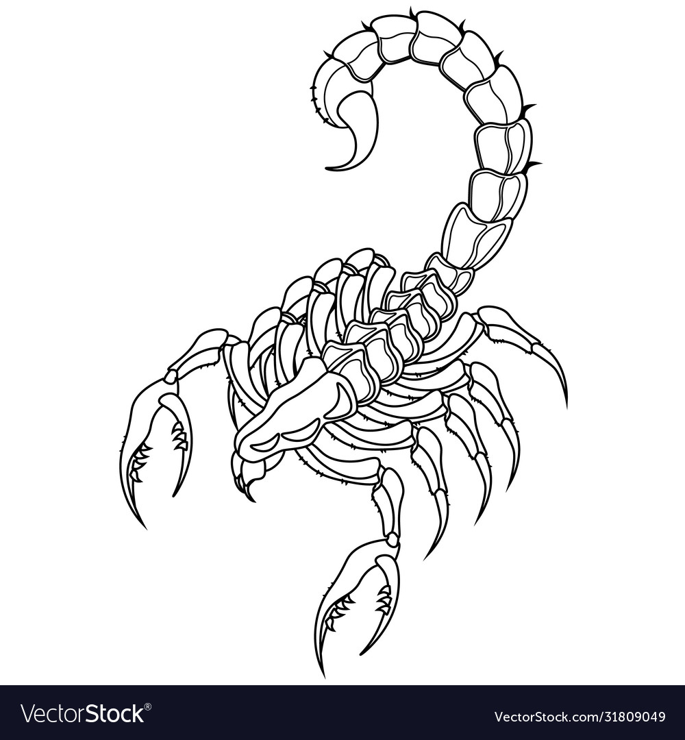Coloring book scorpion on a white background vector image
