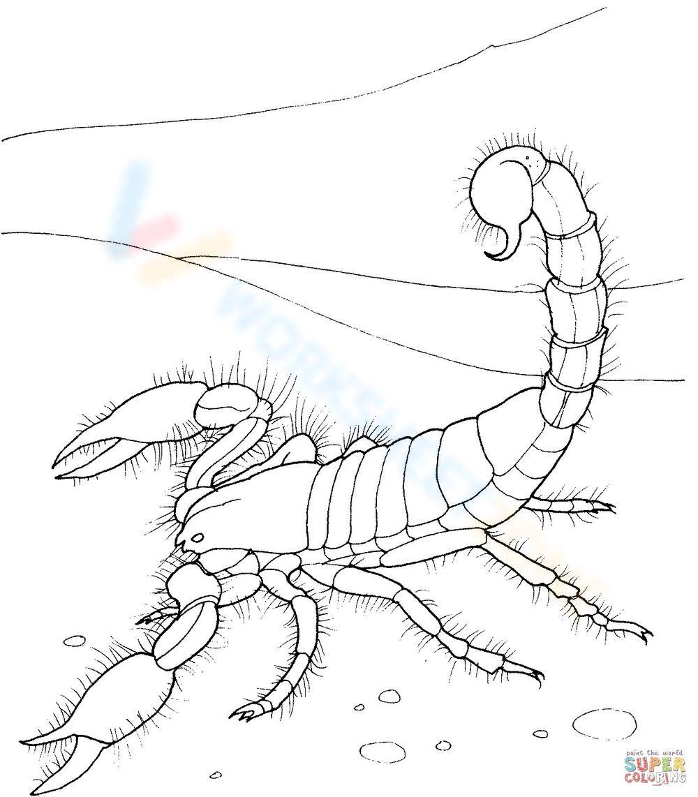 A scorpion worksheet